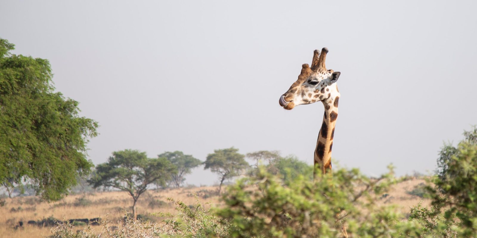 Maravillas-de-Uganda-1--scaled