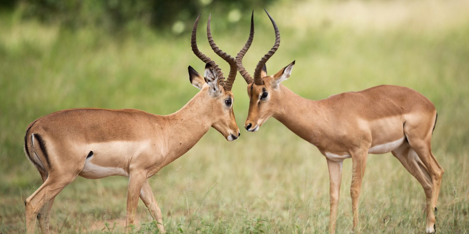 Sudafrica-Express-3-scaled