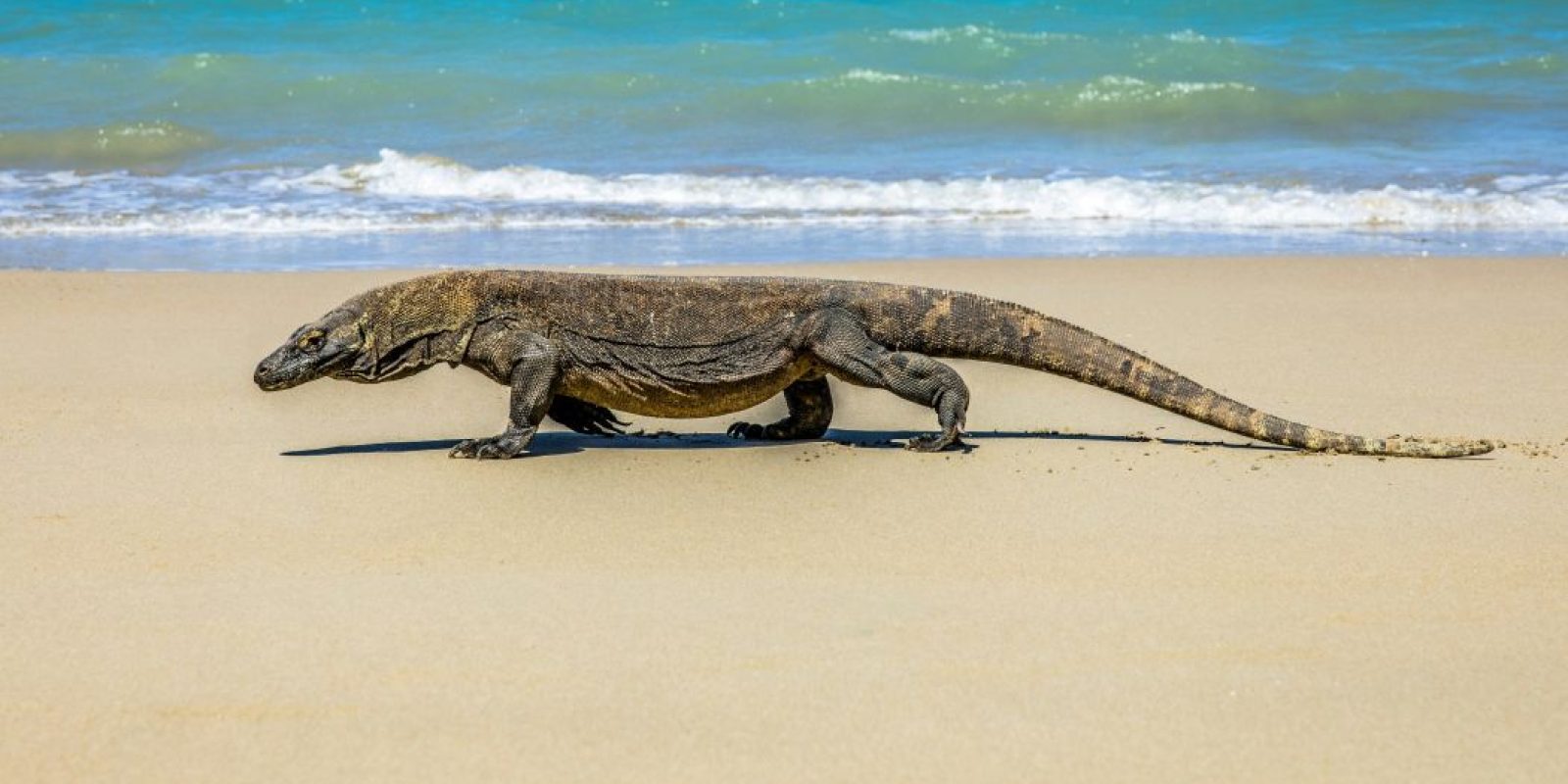 komodo_02